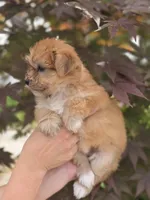 Ruby, a female Yorkshire Terrier and Maltipom for sale in Tyngsboro, MA – 2 of 2