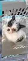 Oreo, a male Yorkshire Terrier and Maltipom for sale in Tyngsboro, MA – 5 of 8