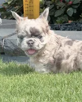 Maggie , a female French Bulldog for sale in Chattanooga, TN – 2 of 3