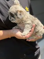 Maggie , a female French Bulldog for sale in Chattanooga, TN – 3 of 3