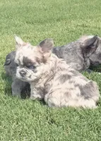 Maggie , a female French Bulldog for sale in Chattanooga, TN – 1 of 3