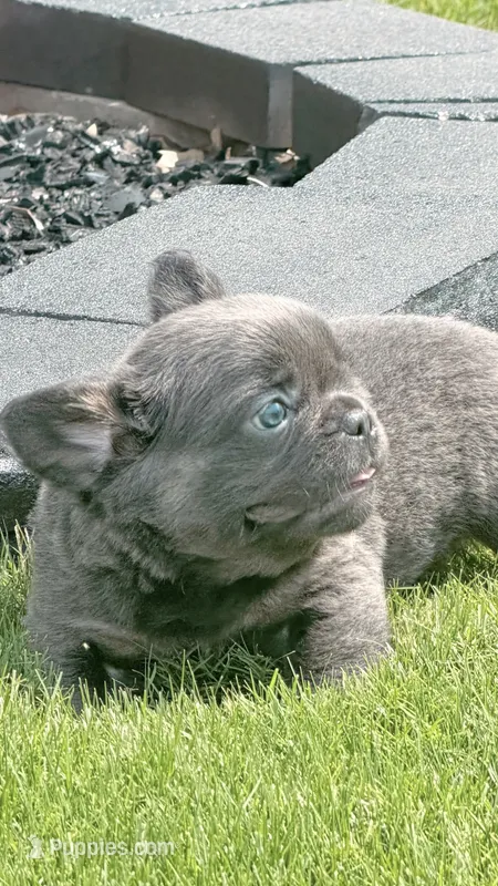 Theo  – French Bulldog puppy for sale in Chattanooga, TN