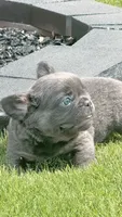Theo , a male French Bulldog for sale in Chattanooga, TN – 1 of 2