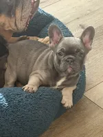 Gia , a female French Bulldog for sale in Chattanooga, TN – 2 of 2