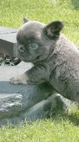 Theo , a male French Bulldog for sale in Chattanooga, TN – 2 of 2
