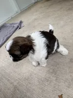 Mila, a female Shih Tzu for sale in Jensen Beach, FL – 5 of 5