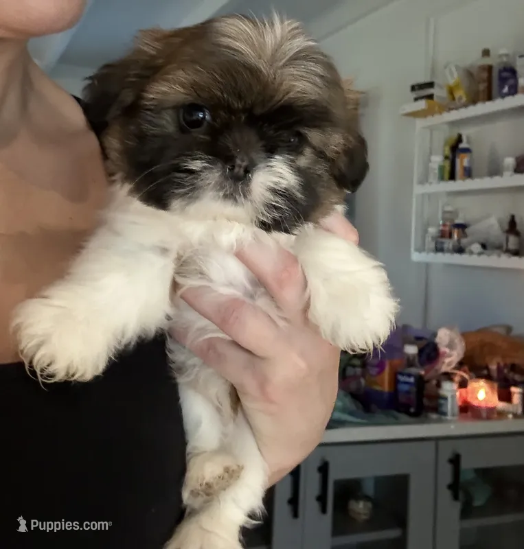 Mila – Shih Tzu puppy for sale in Jensen Beach, FL