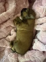 Brownie, a female Shih Tzu for sale in Jensen Beach, FL – 2 of 3