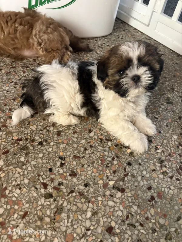 Elsie – Shih Tzu puppy for sale in Jensen Beach, FL