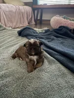 Rachael, a female Shih Tzu for sale in Jensen Beach, FL – Photo 1 of 3