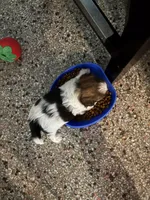 Mila, a female Shih Tzu for sale in Jensen Beach, FL – 4 of 5