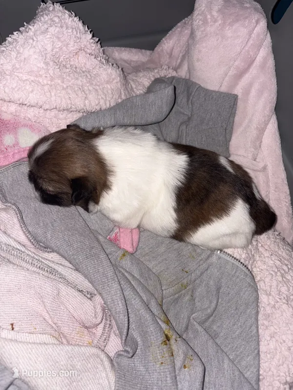 Meg – Shih Tzu puppy for sale in Jensen Beach, FL