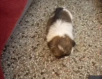 Mila, a female Shih Tzu for sale in Jensen Beach, FL – 2 of 4