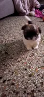 Mila, a female Shih Tzu for sale in Jensen Beach, FL – 3 of 4