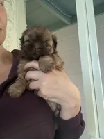 Brownie, a female Shih Tzu for sale in Jensen Beach, FL – 3 of 3