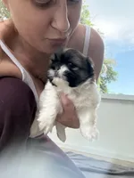 Mila, a female Shih Tzu for sale in Jensen Beach, FL – 3 of 5