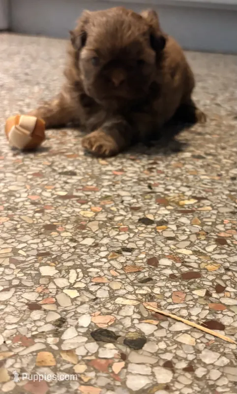 Brownie – Shih Tzu puppy for sale in Jensen Beach, FL