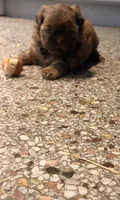 Brownie, a female Shih Tzu for sale in Jensen Beach, FL – 1 of 3
