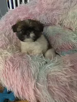 Mila, a female Shih Tzu for sale in Jensen Beach, FL – 4 of 4