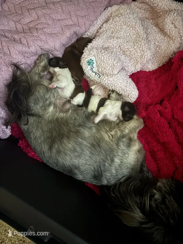 Skyla – Shih Tzu puppy for sale in Jensen Beach, FL