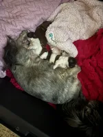 Skyla, a female Shih Tzu for sale in Jensen Beach, FL – 1 of 2
