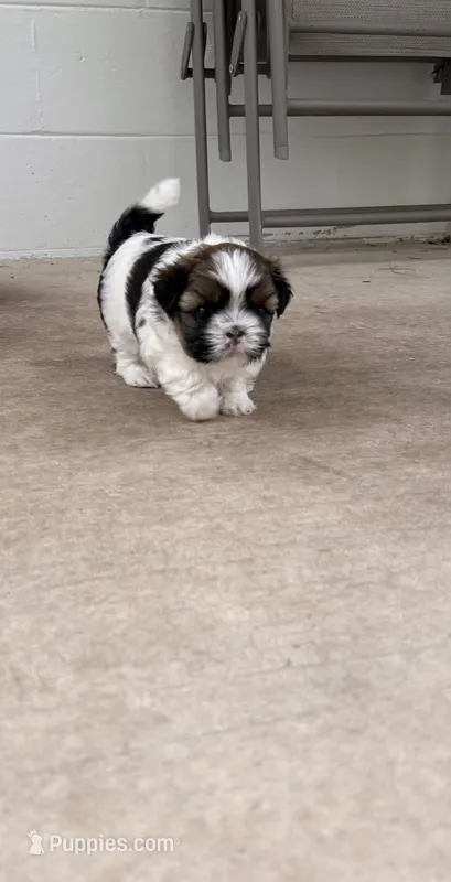 Mila – Shih Tzu puppy for sale in Jensen Beach, FL