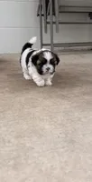 Mila, a female Shih Tzu for sale in Jensen Beach, FL – 1 of 5