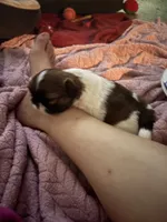 Mila, a female Shih Tzu for sale in Jensen Beach, FL – 3 of 4