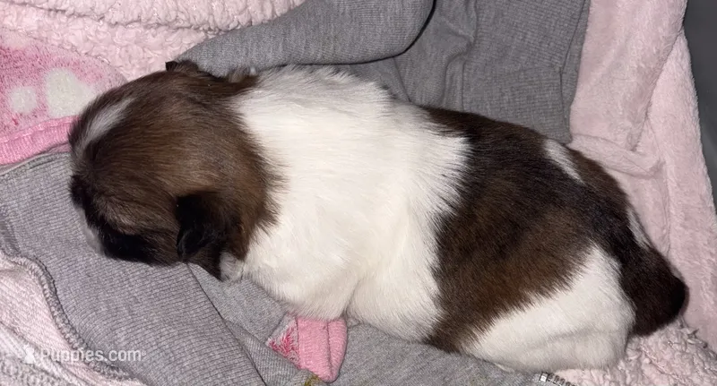 Meg – Shih Tzu puppy for sale in Jensen Beach, FL