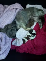 Skyla, a female Shih Tzu for sale in Jensen Beach, FL – 2 of 2