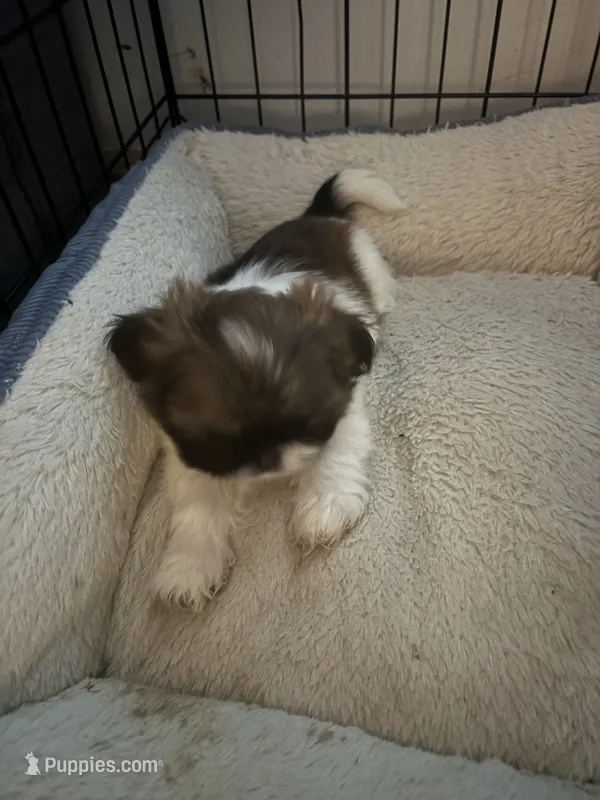 Mila – Shih Tzu puppy for sale in Jensen Beach, FL