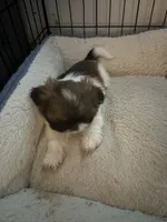 Mila, a female Shih Tzu for sale in Jensen Beach, FL – 1 of 4