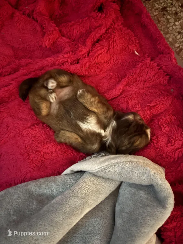 Cookie, a female Shih Tzu for sale in Jensen Beach, FL – Photo 1 of 3