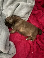 Cookie, a female Shih Tzu for sale in Jensen Beach, FL – Photo 3 of 3