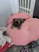 Mila, a female Shih Tzu for sale in Jensen Beach, FL – Photo 3 of 3