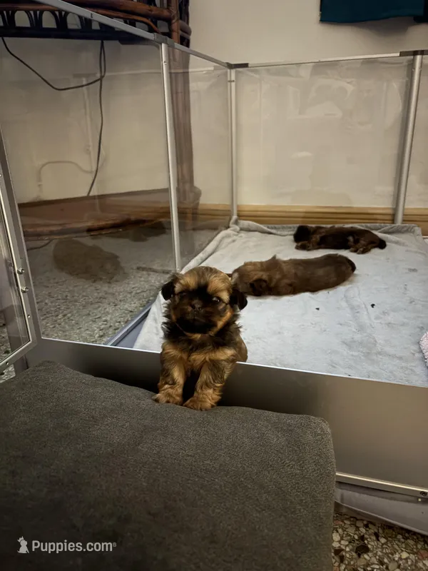 Mila, a female Shih Tzu for sale in Jensen Beach, FL – Photo 1 of 3