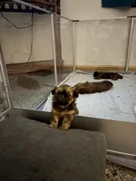 Mila, a female Shih Tzu for sale in Jensen Beach, FL – Photo 1 of 3