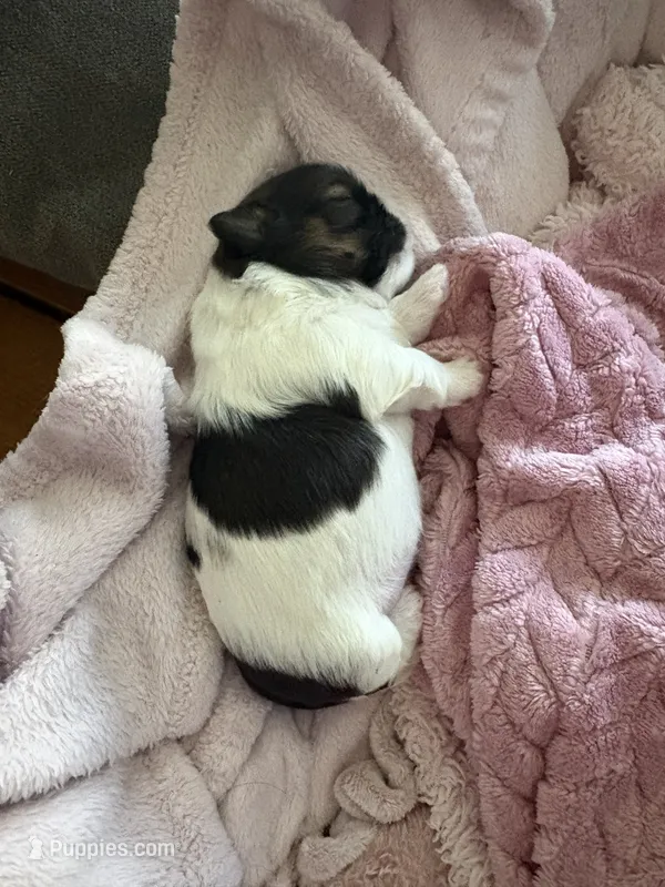 Magenta – Shih Tzu puppy for sale in Jensen Beach, FL