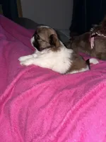 Mila, a female Shih Tzu for sale in Jensen Beach, FL – 4 of 4