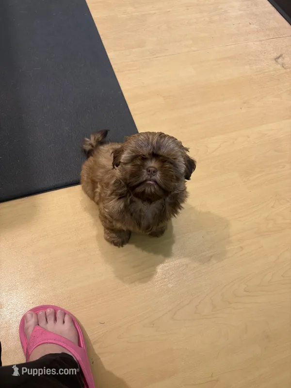 Brownie – Shih Tzu puppy for sale in Jensen Beach, FL