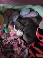 Kordelia Bedelia , a female American Pit Bull Terrier for sale in San Bernardino, CA – 4 of 5