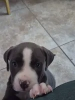 Kordelia Bedelia , a female American Pit Bull Terrier for sale in San Bernardino, CA – 2 of 5