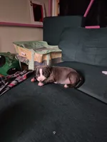 Kordelia Bedelia , a female American Pit Bull Terrier for sale in San Bernardino, CA – 5 of 5