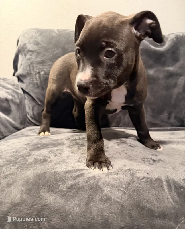 Girl 1 – American Pit Bull Terrier puppy for sale in Portland, OR
