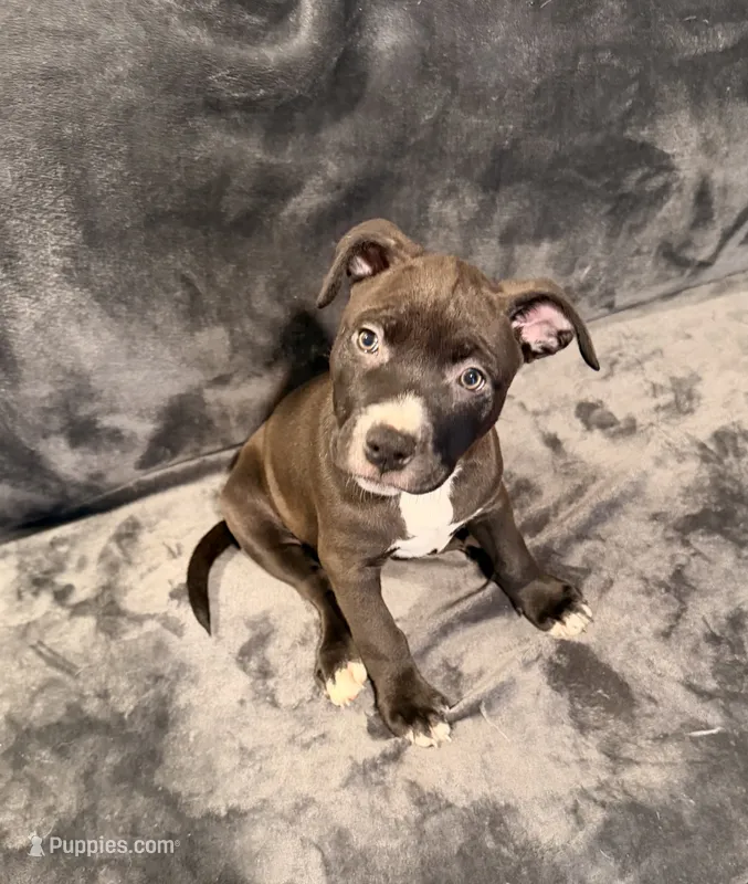 Girl 1 – American Pit Bull Terrier puppy for sale in Portland, OR