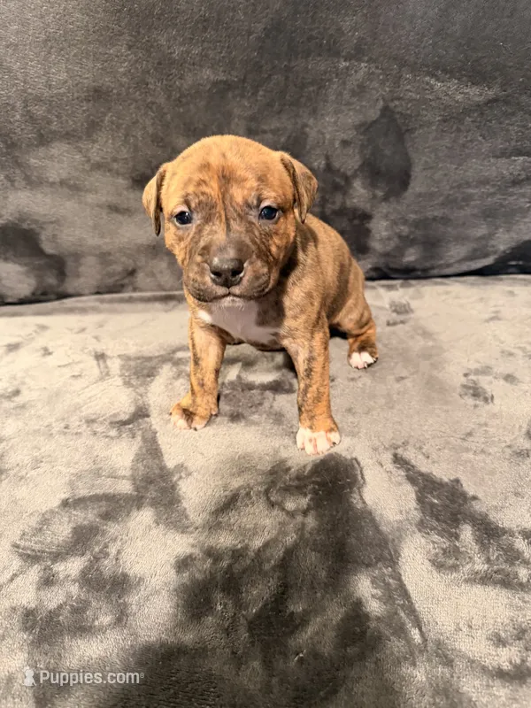 Girl 4 – American Pit Bull Terrier puppy for sale in Portland, OR