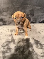 Girl 4, a female American Pit Bull Terrier for sale in Portland, OR – 1 of 1