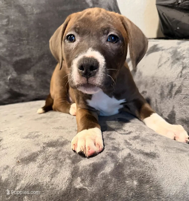 Girl 2 – American Pit Bull Terrier puppy for sale in Portland, OR