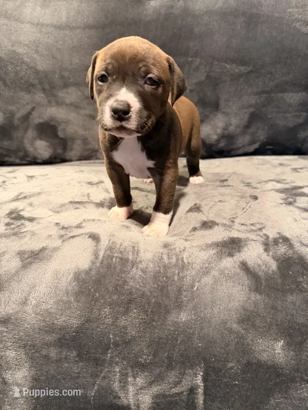 Girl 2 – American Pit Bull Terrier puppy for sale in Portland, OR