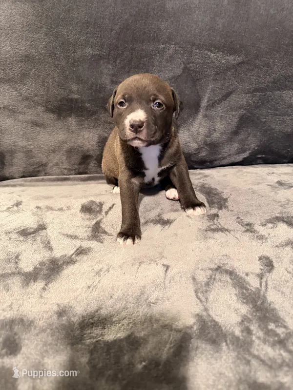Girl 1 – American Pit Bull Terrier puppy for sale in Portland, OR